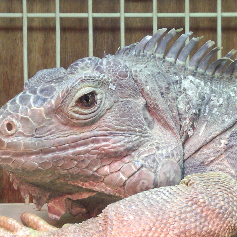 みどり グリーンイグアナ ペットのおうち 月間利用者150万人