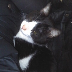 ハロウの二七日。