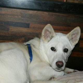 穏やかで優しい男の子。