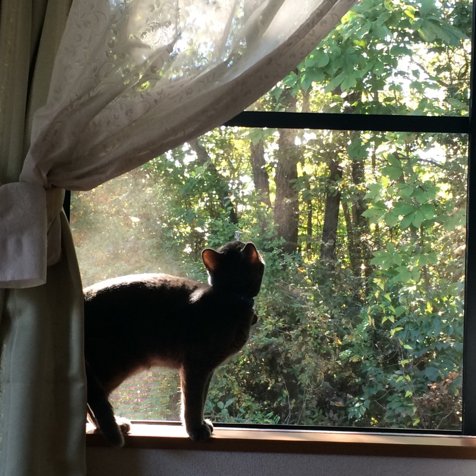 くぅのカバー写真