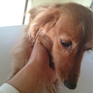 ご検討いただいていますので、募集を停止いたします。