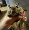 スナネズミ里親募集！