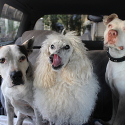 感謝の一年 です。