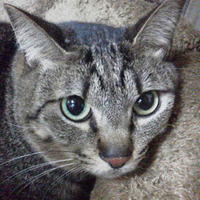 蘭丸（らんまる）