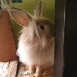 白いタテガミの女の子です！うさぎ6ヶ月