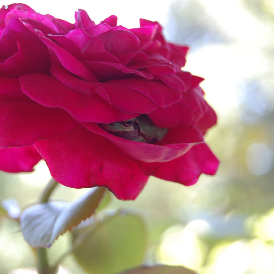 蘭丸（らんまる）のカバー写真