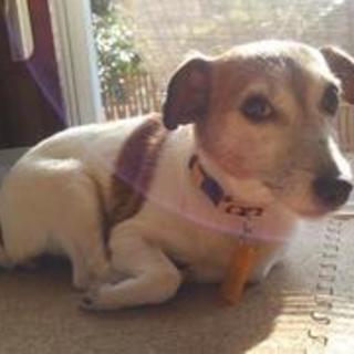 ジョセフィーヌ（♀）ちゃん