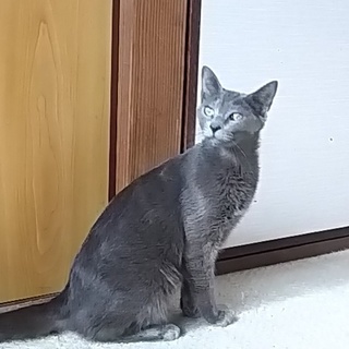 ツンデレの可愛い子です。