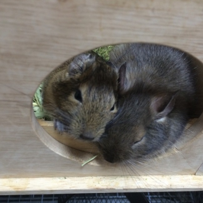 ジッキーのカバー写真