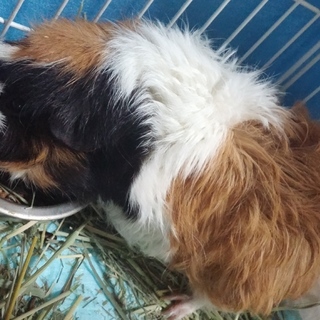 女の子のモルちゃん二歳（20歳）