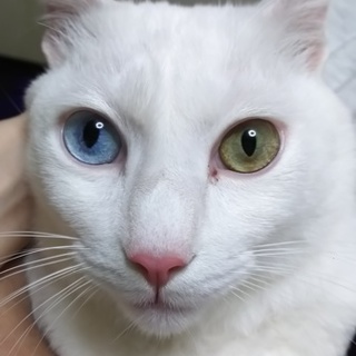 大変珍しく綺麗なオッドアイの猫チャンです。