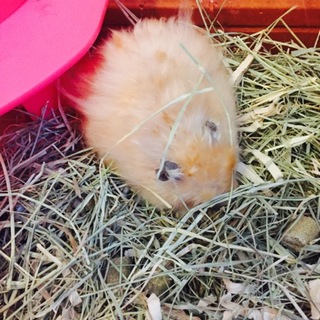 ハムスターが好きな方に......