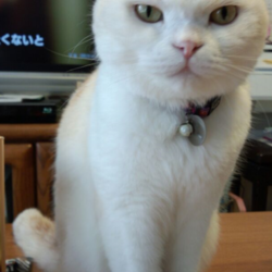 シャンプー完了