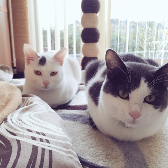 NORIYOSHIのカバー写真