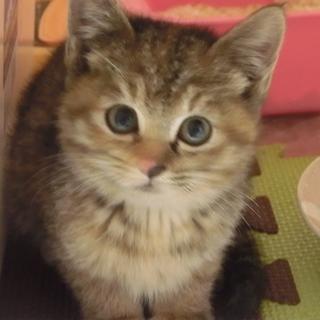 【サーニャ】迷い込んできたので保護しました