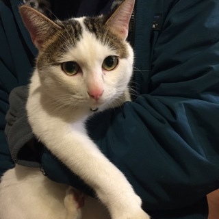 白猫ブチ成猫　フミオ君