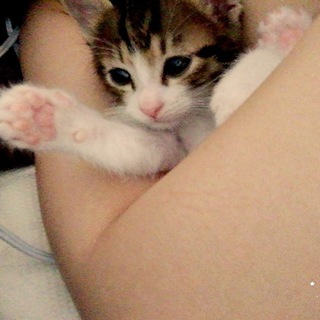 しろきじ♂約２ヶ月