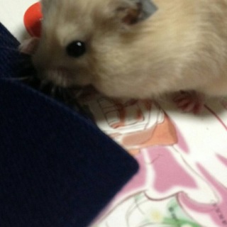 ハムスターの里親募集します。