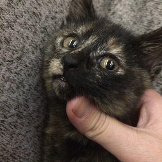 猫マニアはサビが好き♪