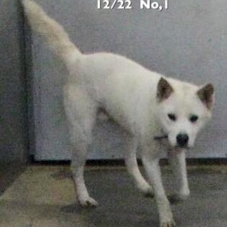 愛媛県動物愛護センターに収容されています‼️