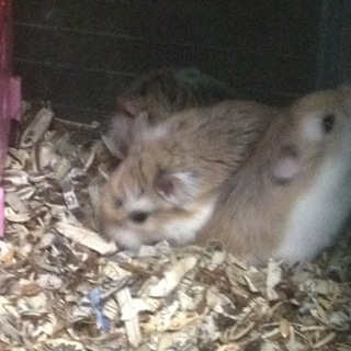 ロボロフスキーの里親募集します。