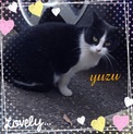 ノラ猫ちゃんに愛の手を差し伸べてくれませんか？