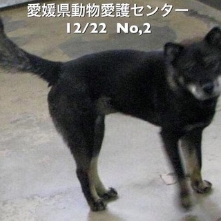 愛媛県動物愛護センターに収容されています‼️