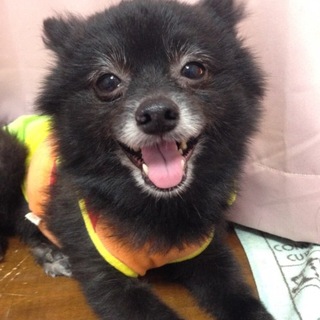 ポメラニアンの女の子　家族が決まりました！