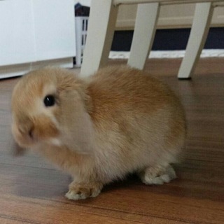 【至急】生後2ヶ月ホーランドロップイヤー