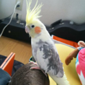 オカメインコの里親募集