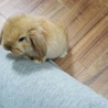 【至急】生後2ヶ月ホーランドロップイヤー サムネイル4