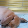 【至急】生後2ヶ月ホーランドロップイヤー サムネイル6