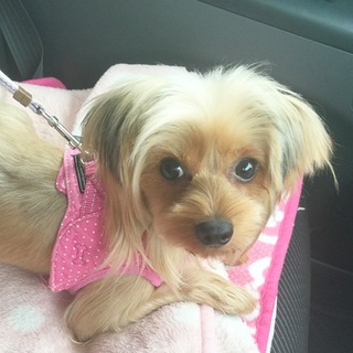2015年2月生まれ☆お子ちゃまヨーキー*かんち君