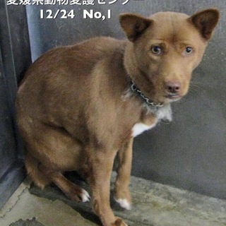 愛媛県動物愛護センターに収容されています‼️