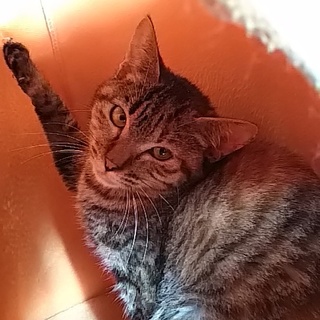 甘えん坊の鯖とらチャンです。