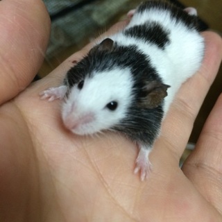 パンダマウスの兄妹