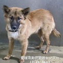 愛媛県動物愛護センターに収容されています‼️