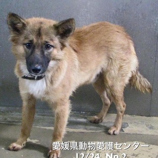 愛媛県動物愛護センターに収容されています‼️
