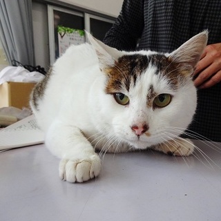 ガリガリになって現れた気弱な甘えん坊