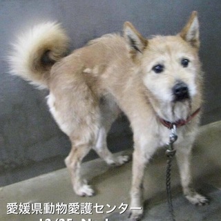 愛媛県動物愛護センターに収容されています‼️