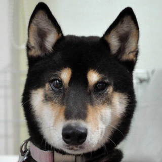 おとなしい、黒柴のウェハです。