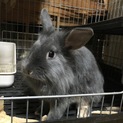 やんちゃで甘えん坊の男の子です！うさぎ6ヶ月