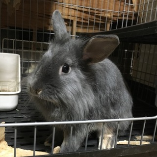 やんちゃで甘えん坊の男の子です！うさぎ6ヶ月