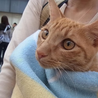 超甘えん坊な茶トラのロク君の里親様募集