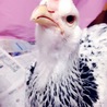 まろな