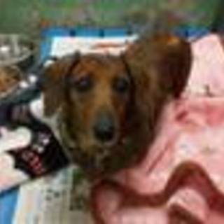 緊急★満室手前★高齢ダックスに温かい部屋と家族を！