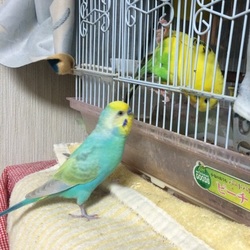 「セキセイインコのつがいは？」サムネイル1