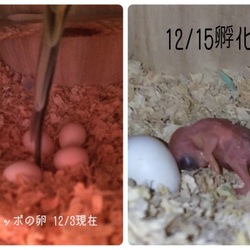 「セキセイインコのつがいは？」サムネイル2