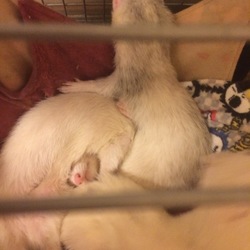 「３にょろズと対面」サムネイル2