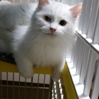 ものおきーずのヨドくん